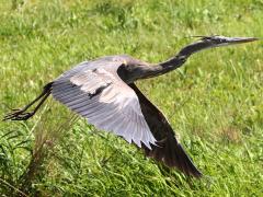 (Great Blue Heron) flaps