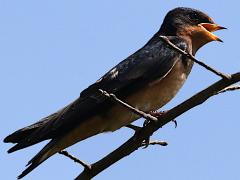 (Barn Swallow) juvenile singing