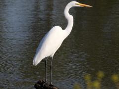 (Great Egret) standing