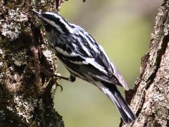 (Black-and-white Warbler) lateral