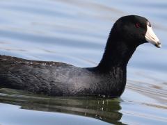 (American Coot) floating