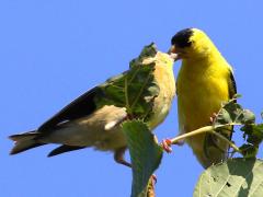 (American Goldfinch) nuptial feeding
