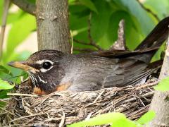 (American Robin) nesting