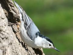 (White-breasted Nuthatch) male