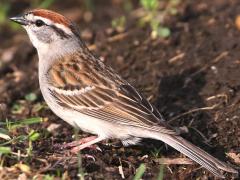 (Chipping Sparrow) perching