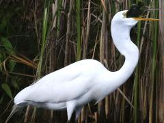 (Great Egret) (swallows Green Sunfish)