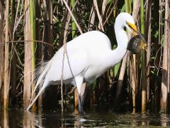 (Great Egret and Green Sunfish)