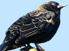 (Red-winged Blackbird) juvenile male