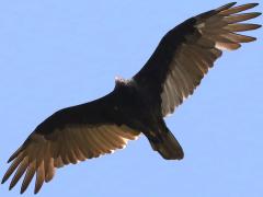 (Turkey Vulture) glides