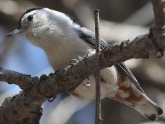 (White-breasted Nuthatch) perching