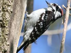 (Downy Woodpecker) male perching