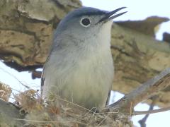 (Blue-gray Gnatcatcher) male singing