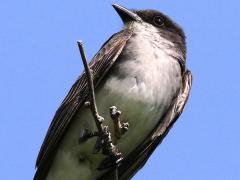 (Eastern Kingbird) perching