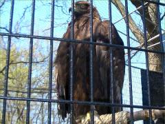 (Golden Eagle) caged