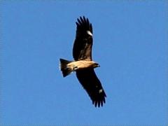 (Black Kite) soars