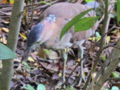 (Malayan Night-Heron) forages