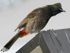 (Red-vented Bulbul) looking