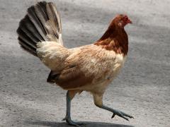 (Domestic Chicken) female crossing road