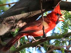 (Northern Cardinal) male sings