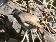 (Red-vented Bulbul) lateral
