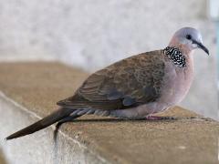 (Spotted Dove) lateral