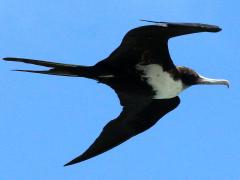 (Great Frigatebird) female flight