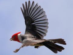 (Red-crested Cardinal) flight