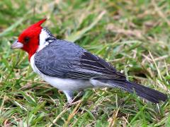 (Red-crested Cardinal) lateral