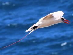 (Red-tailed Tropicbird) calling flight