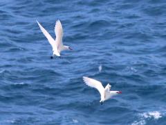 (Red-tailed Tropicbird) courtship fly backwards