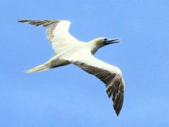 (Red-footed Booby) calling flight