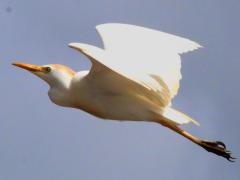 (Western Cattle Egret) flight