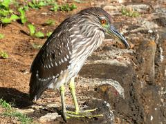 (Black-crowned Night-Heron) juvenile