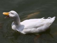 (Domestic Mallard) quacking