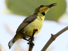 (Ornate Sunbird) male juvenile