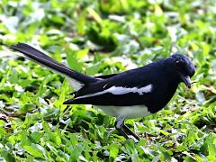(Oriental Magpie Robin) male