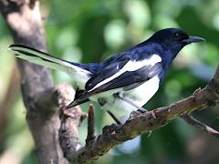 (Oriental Magpie Robin) male perching