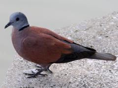 (Red Collared Dove) male