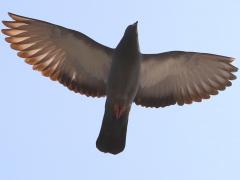(Feral Pigeon) glides