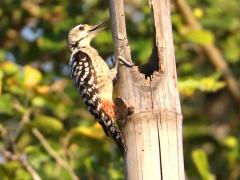 (Freckle-breasted Woodpecker) female drumming