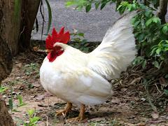 (Domestic Chicken) Rhode Island White male