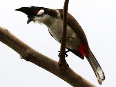 (Red-whiskered Bulbul) perching