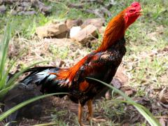 (Domestic Chicken) Black Copper Marans male crowing