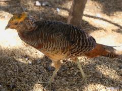 (Golden Pheasant) female