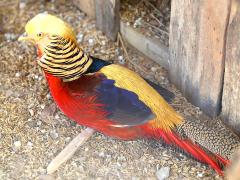 (Golden Pheasant) male