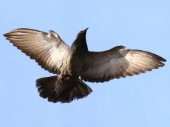 (Feral Pigeon) flight
