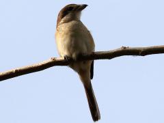 (Brown Shrike) juvenile