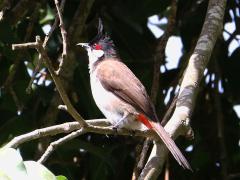 (Red-whiskered Bulbul) perching