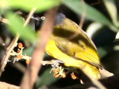 (Black-crested Bulbul) perched