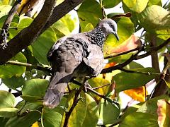 (Spotted Dove) perching